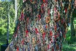 Click here to read The Chankiri Tree by Poppy Volk-Loone Click here to read The Chankiri Tree by Poppy Volk-Loone