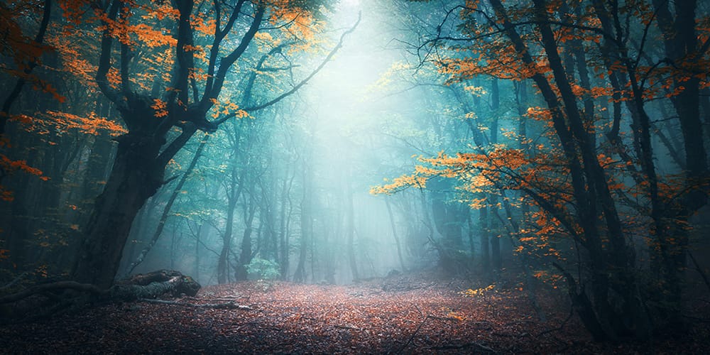 Image: A mystical forest. Image: A mystical forest.