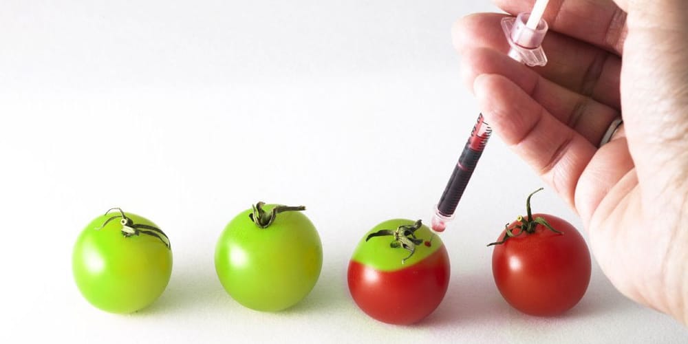 Image: Adding colour to some tomatoes with a syringe. Image: Adding colour to some tomatoes with a syringe.